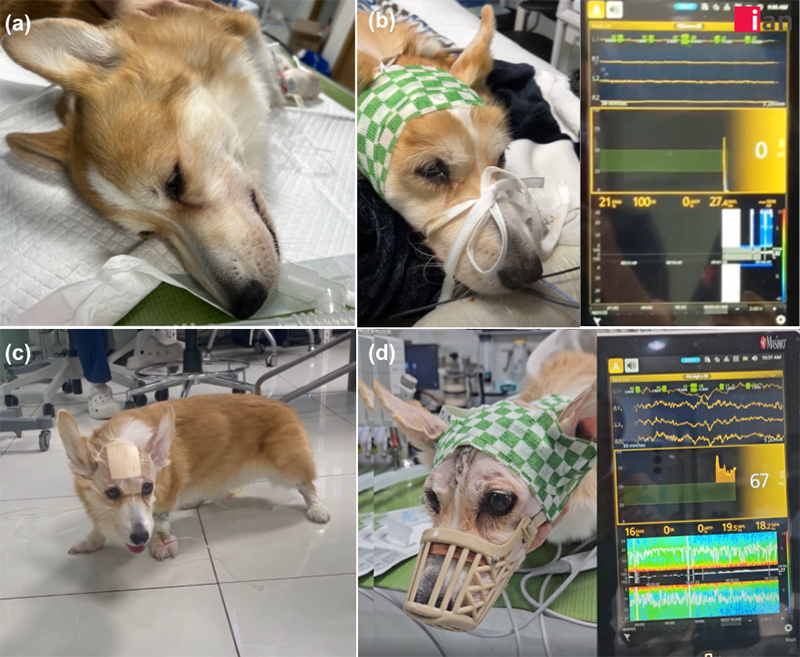 이안동물의학센터.png